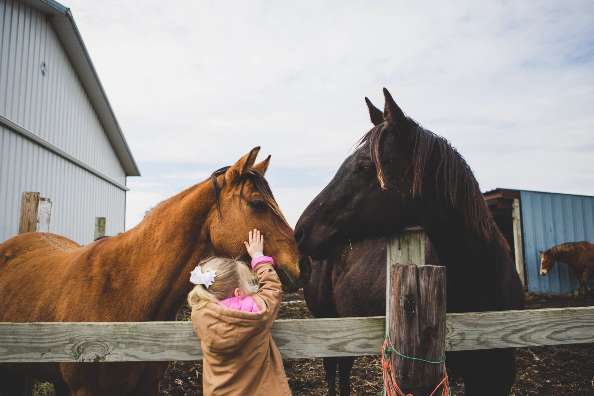 equine